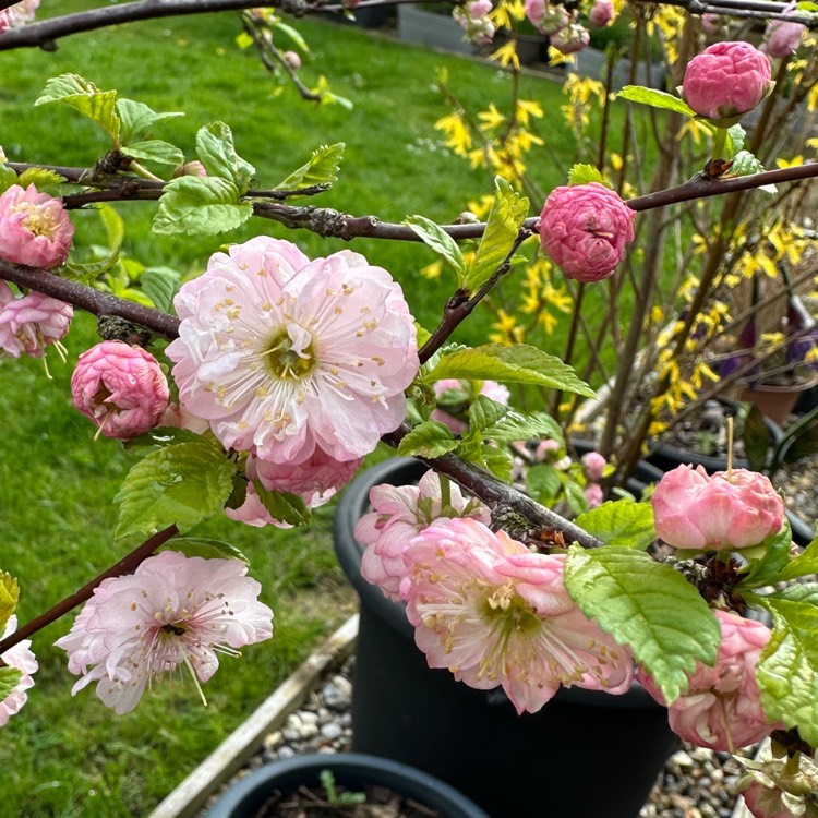 plant image 1705676 plant image 1705676