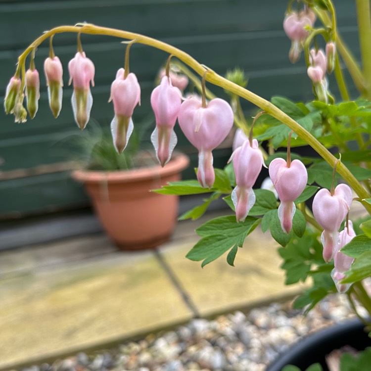 plant image 1705677 plant image 1705677