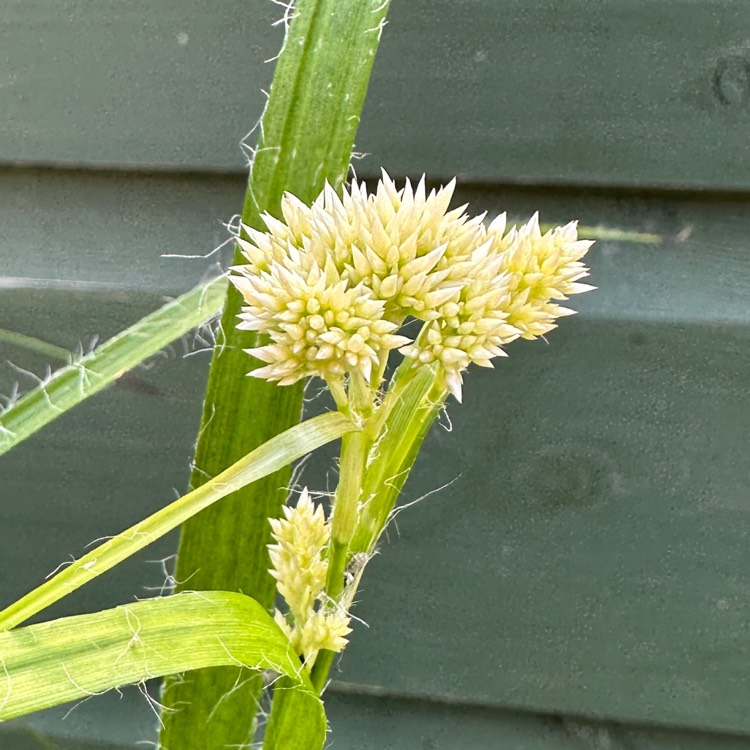 plant image 1708005