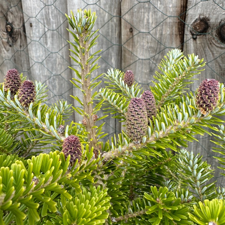 plant image 1710716