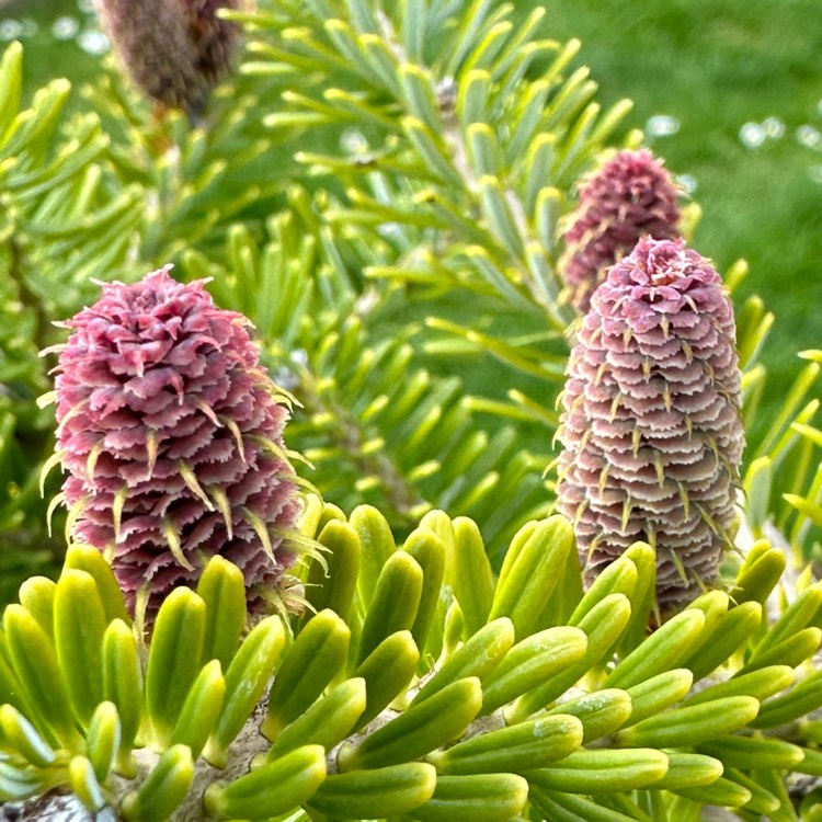 plant image 1710717
