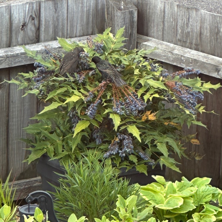 plant image 1711461 plant image 1711461