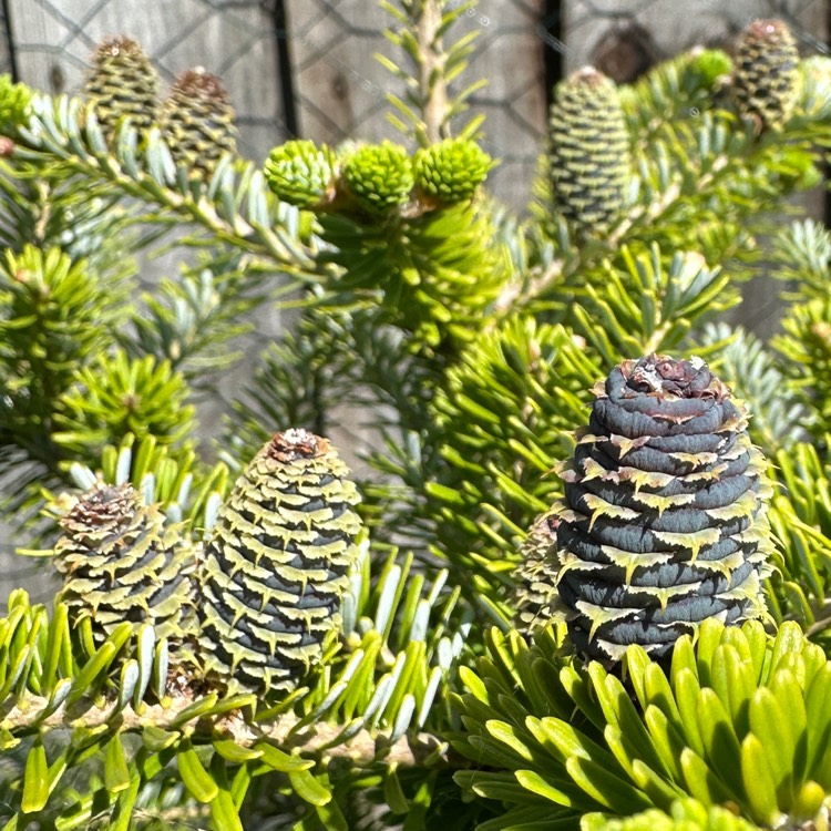 plant image 1711470