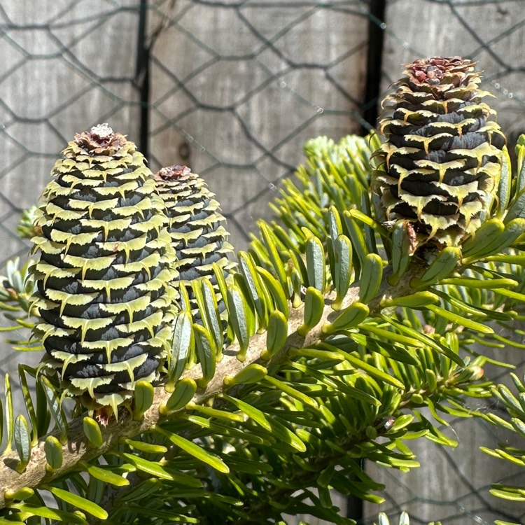plant image 1711471