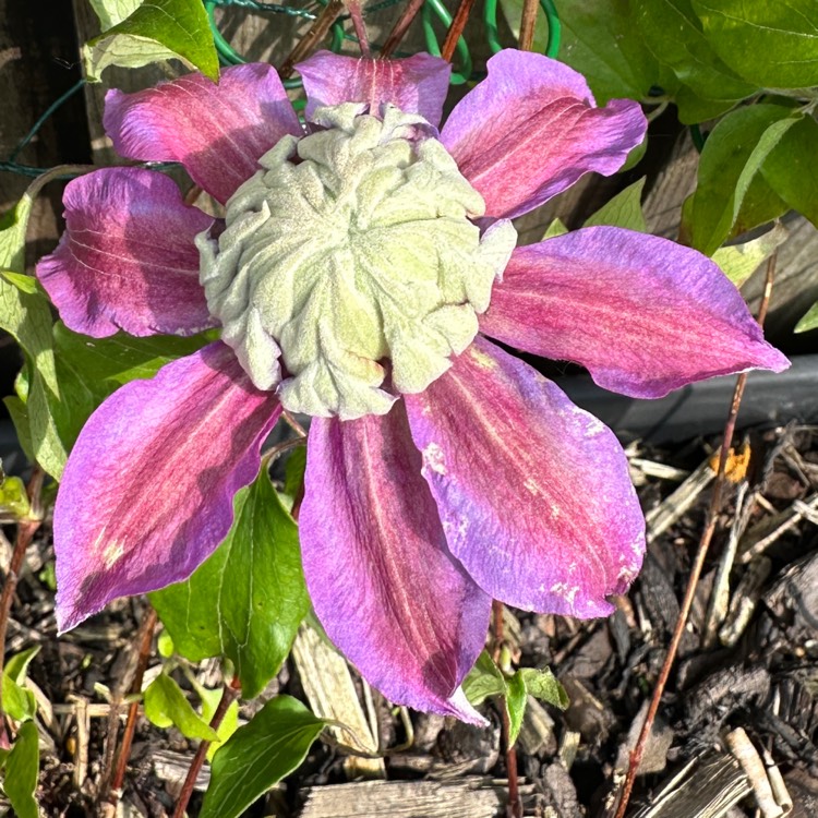 plant image 1712175 plant image 1712175