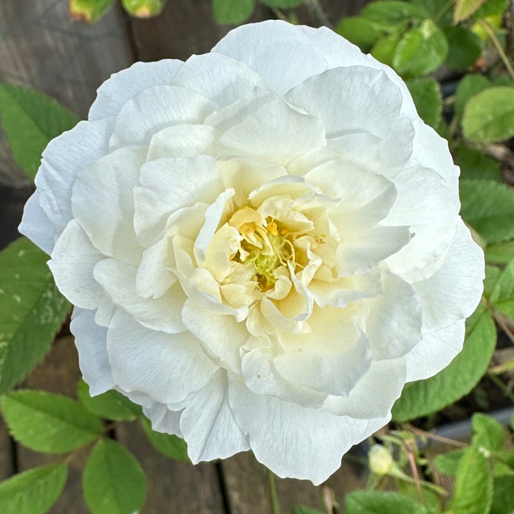 plant image 1720253 plant image 1720253
