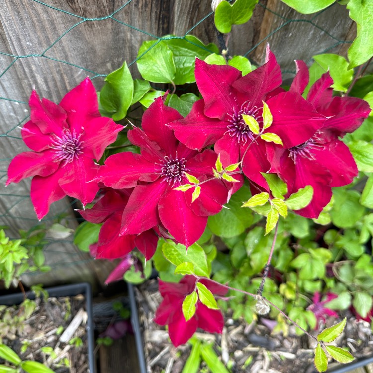 plant image 1724693 plant image 1724693