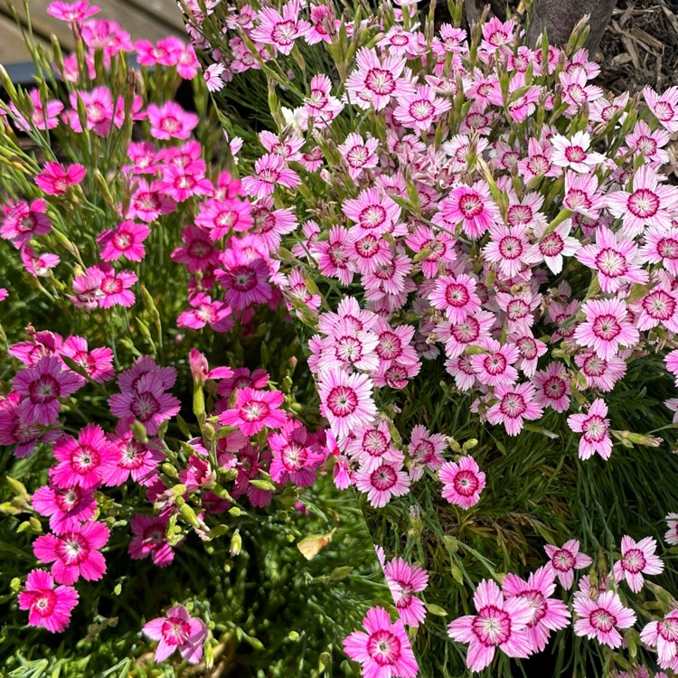 plant image 1724706 plant image 1724706