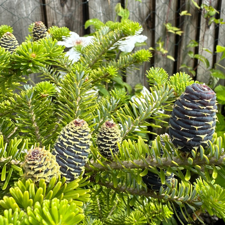 plant image 1724708