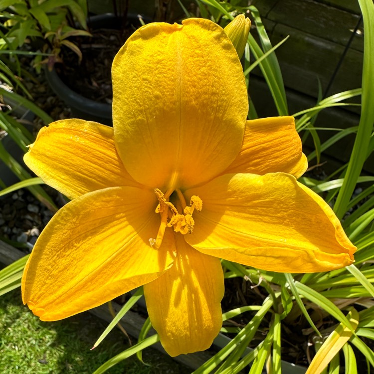 plant image 1729464 plant image 1729464