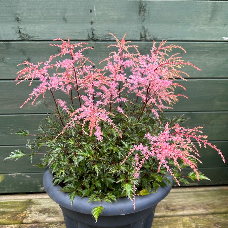 plant image 1729475 plant image 1729475