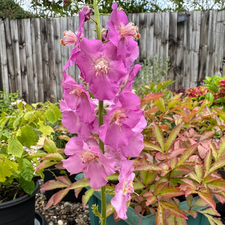 plant image 1729480 plant image 1729480