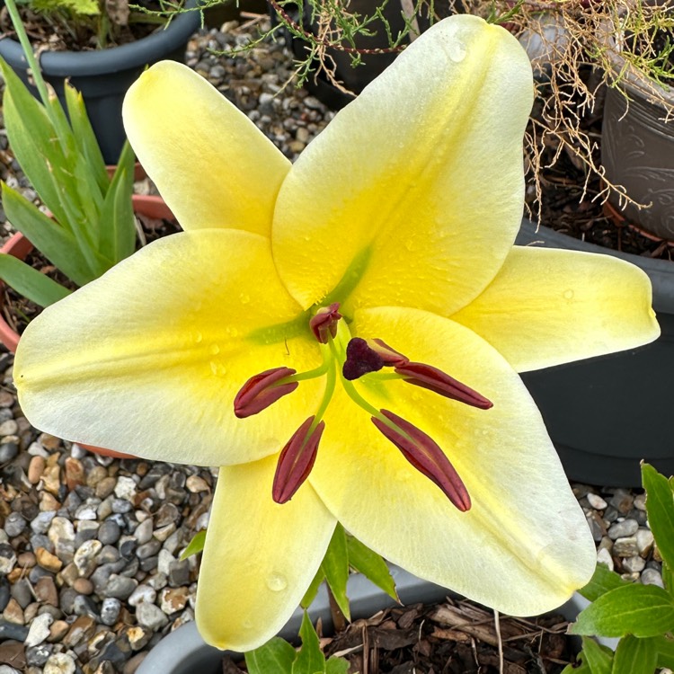 plant image 1729482 plant image 1729482