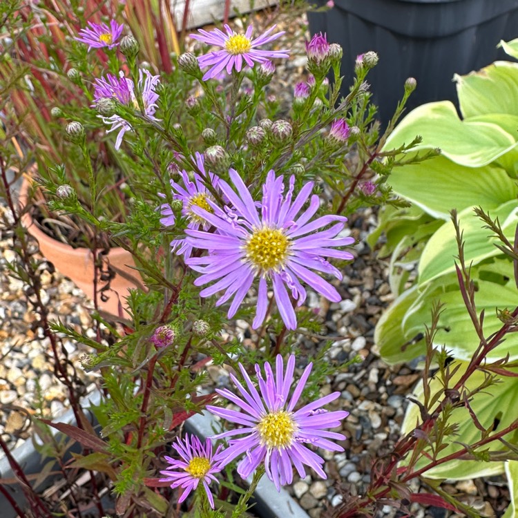 plant image 1732490