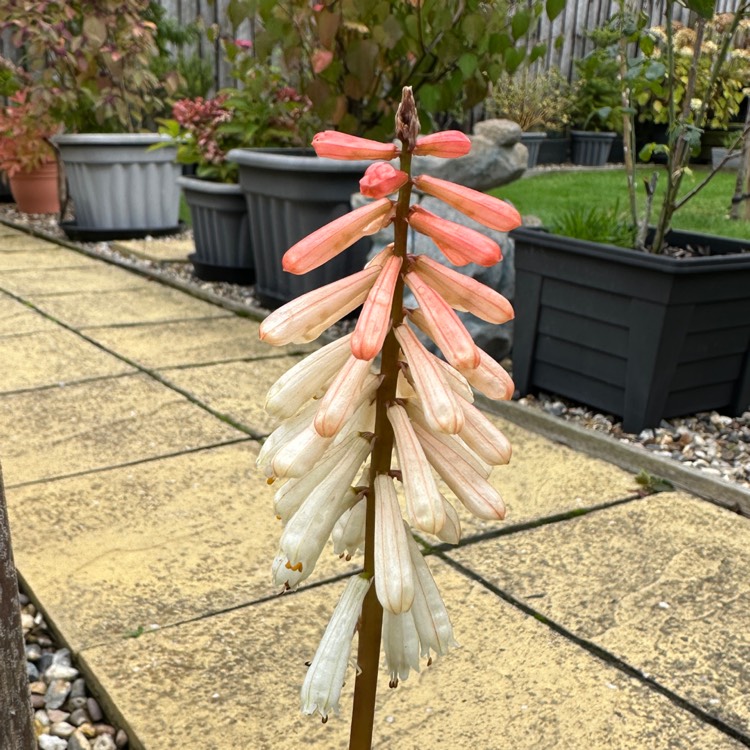 plant image 1732495 plant image 1732495