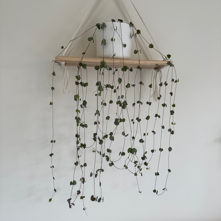 plant image 1732499