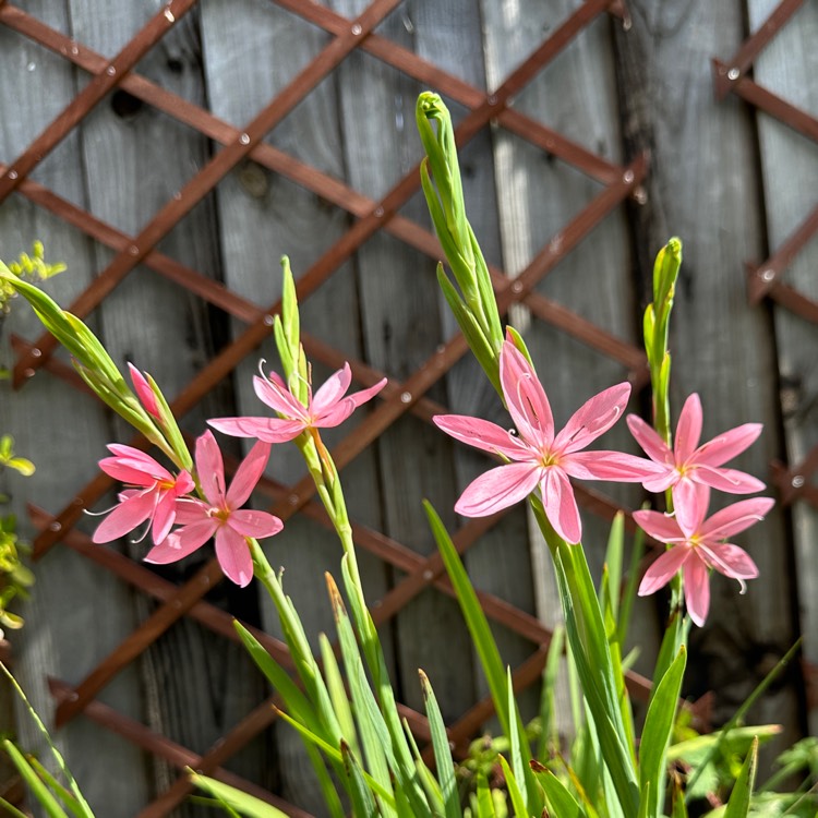 plant image 1732505 plant image 1732505