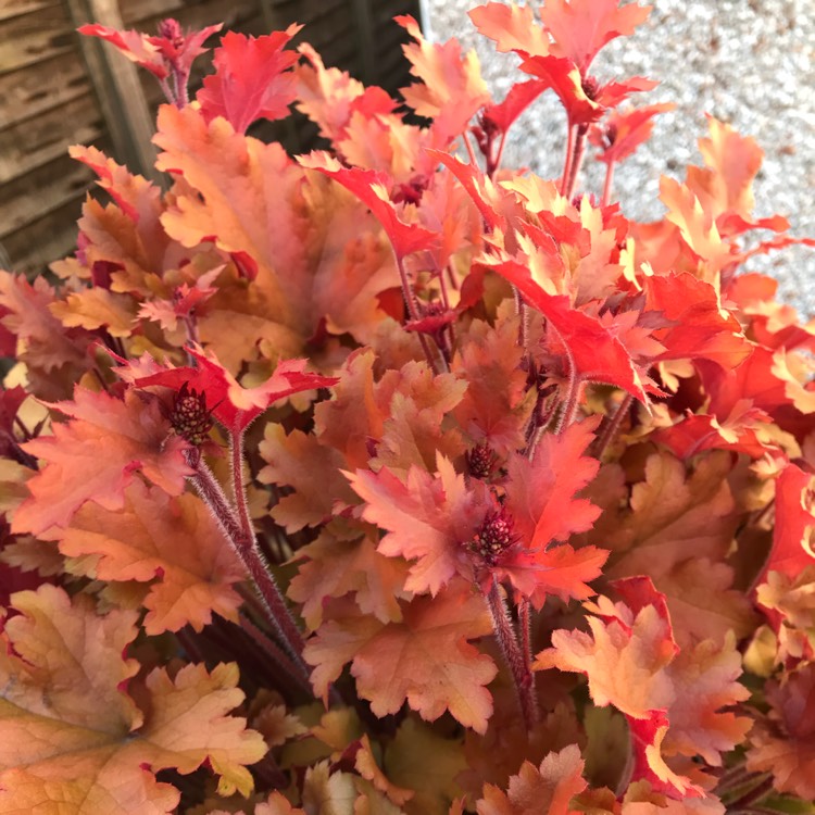 plant image 682741 plant image 682741
