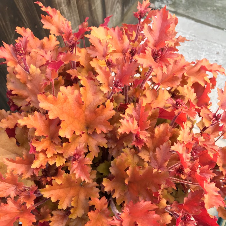 plant image 682743 plant image 682743