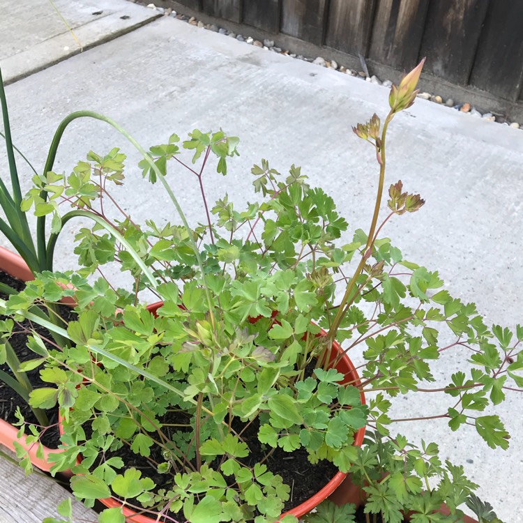 plant image 682747