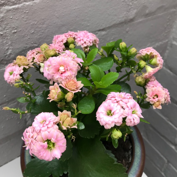 plant image 682778