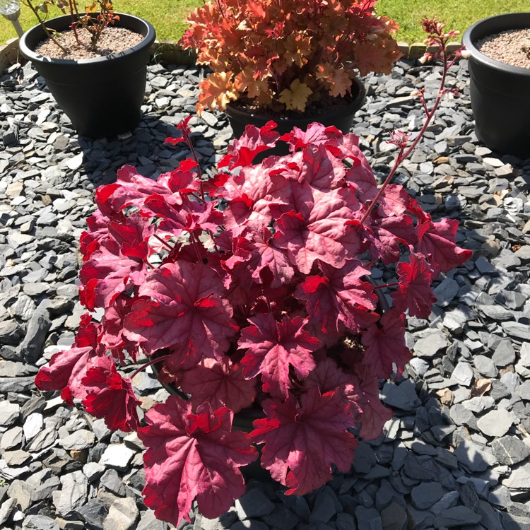 plant image 686510 plant image 686510