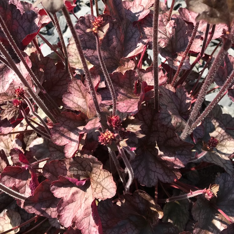 plant image 686534 plant image 686534