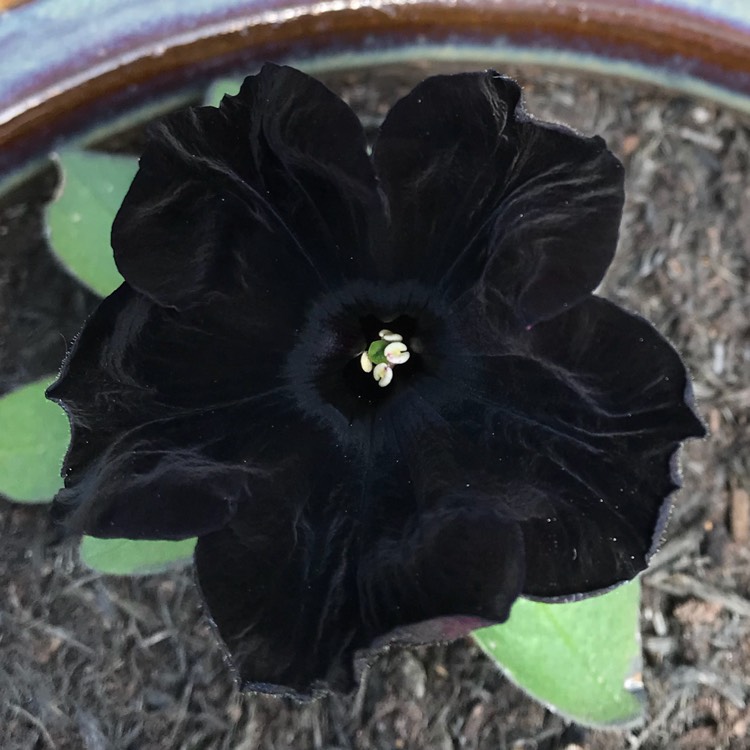 plant image 690324