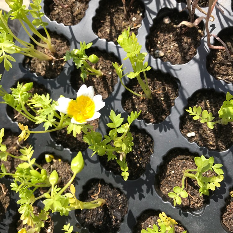 plant image 692238