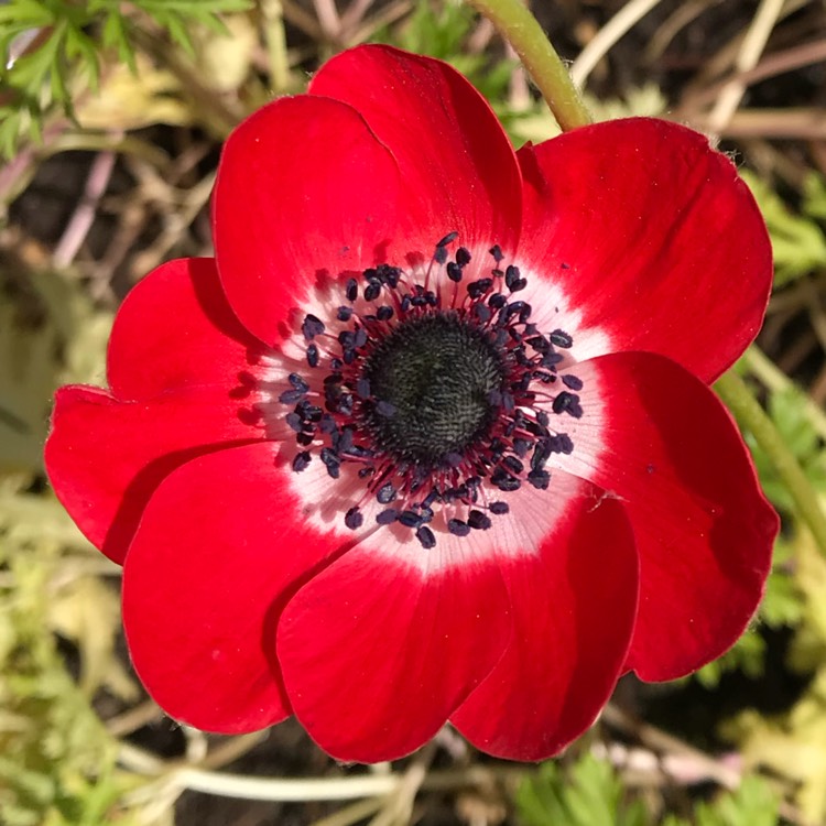 plant image 695901