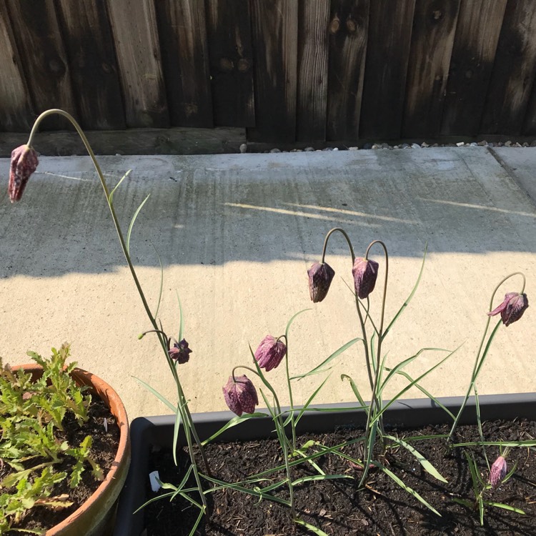 plant image 695961