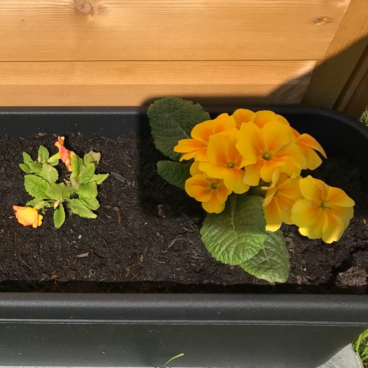 plant image 695990