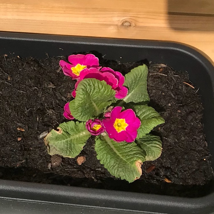 plant image 695992