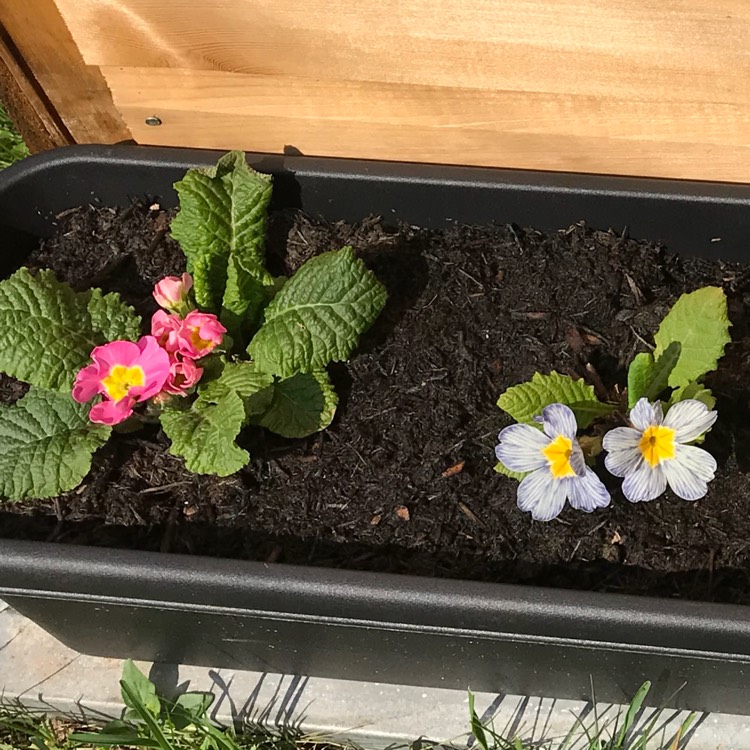 plant image 695994