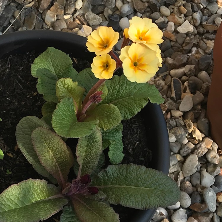 plant image 695997