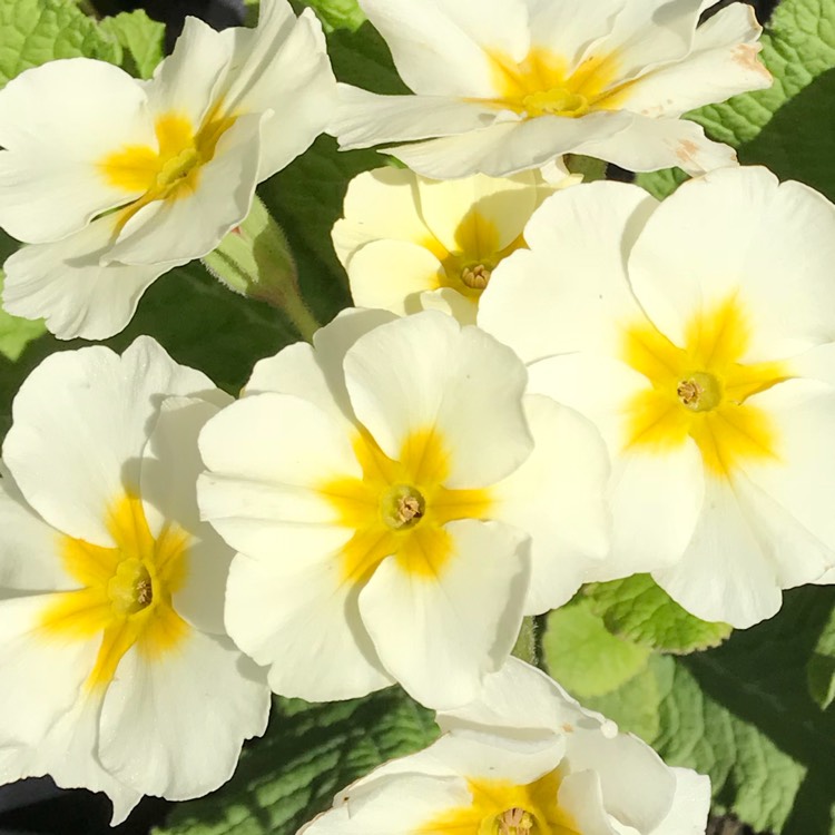 plant image 695998
