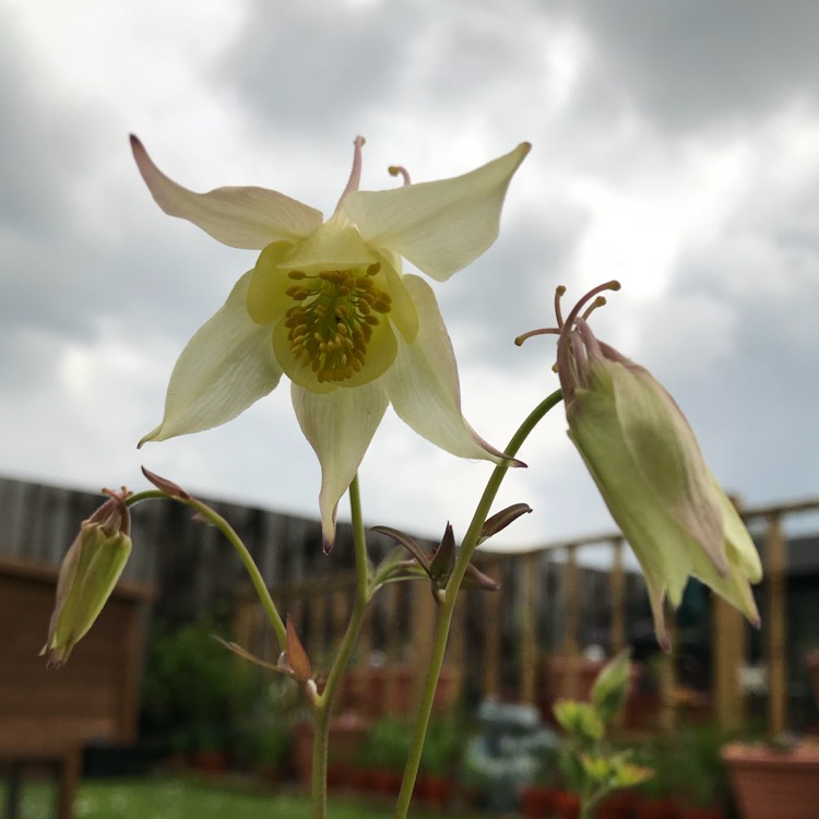 plant image 696083