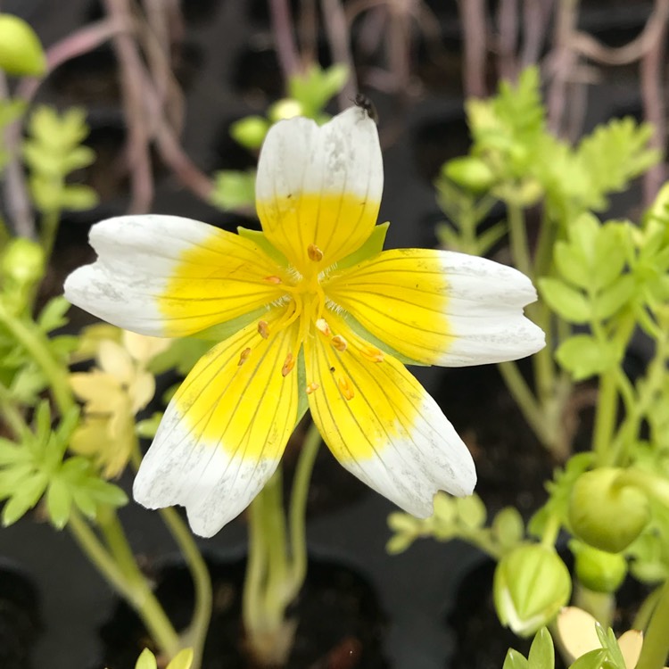 plant image 696084