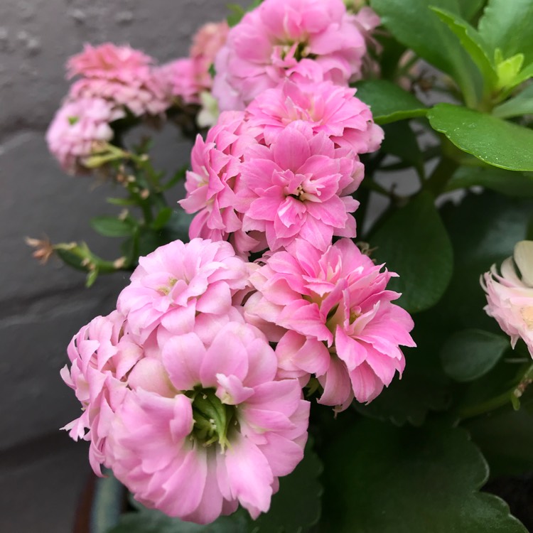 plant image 697983
