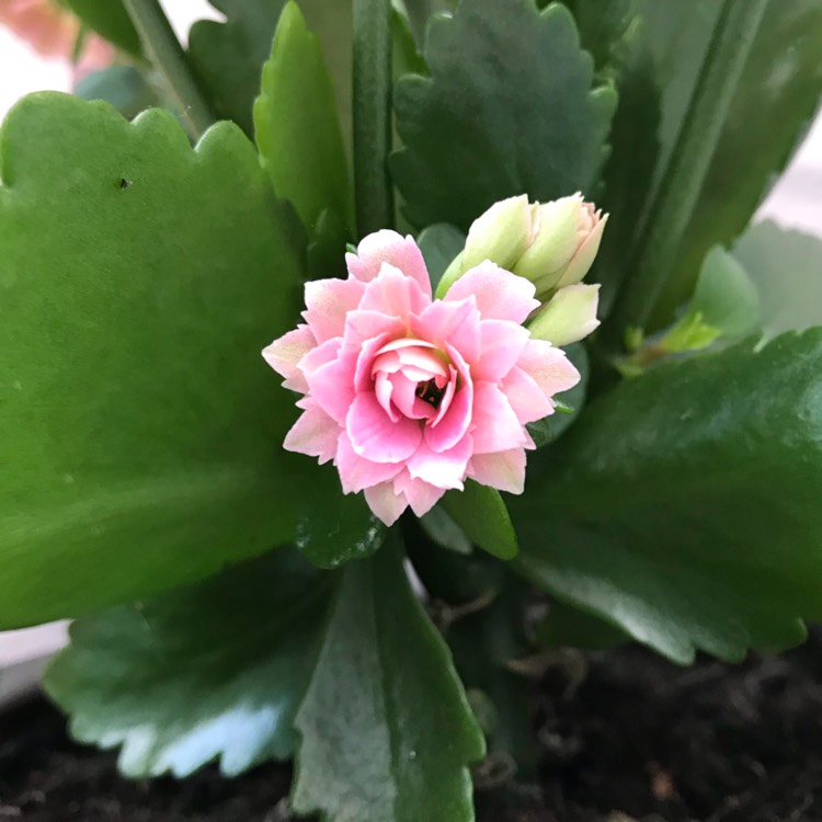 plant image 697986