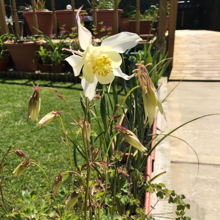plant image 699312
