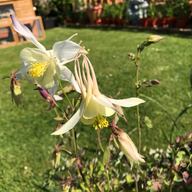 plant image 703301