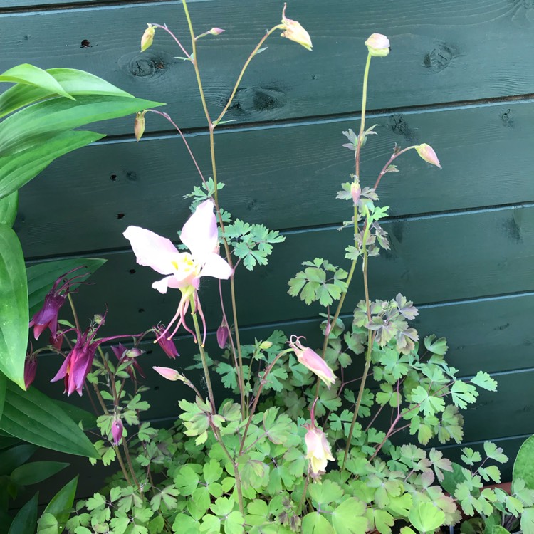 plant image 709108