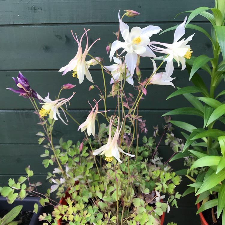 plant image 709109