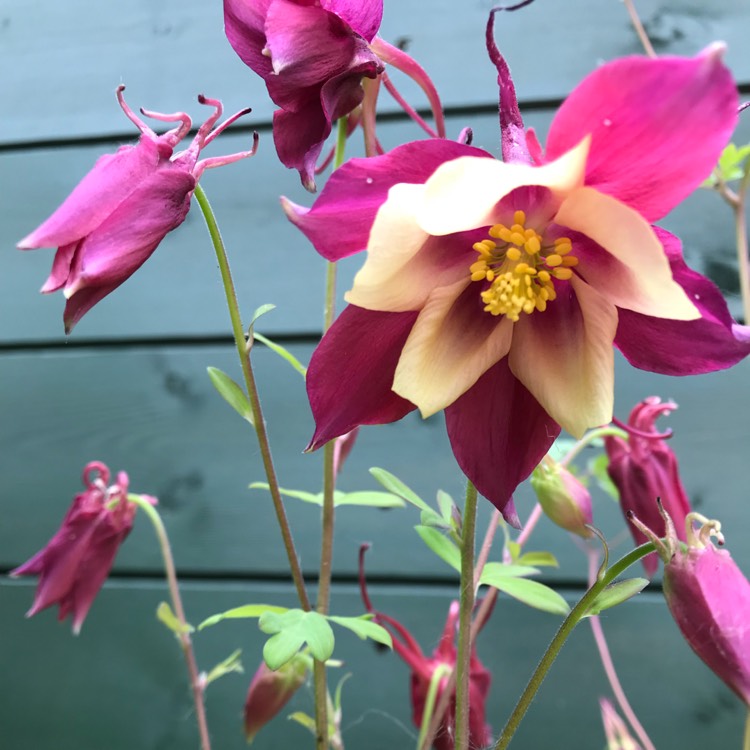 plant image 710650
