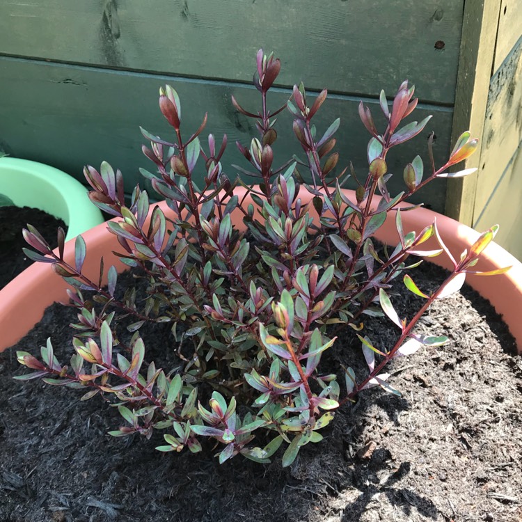 plant image 711875