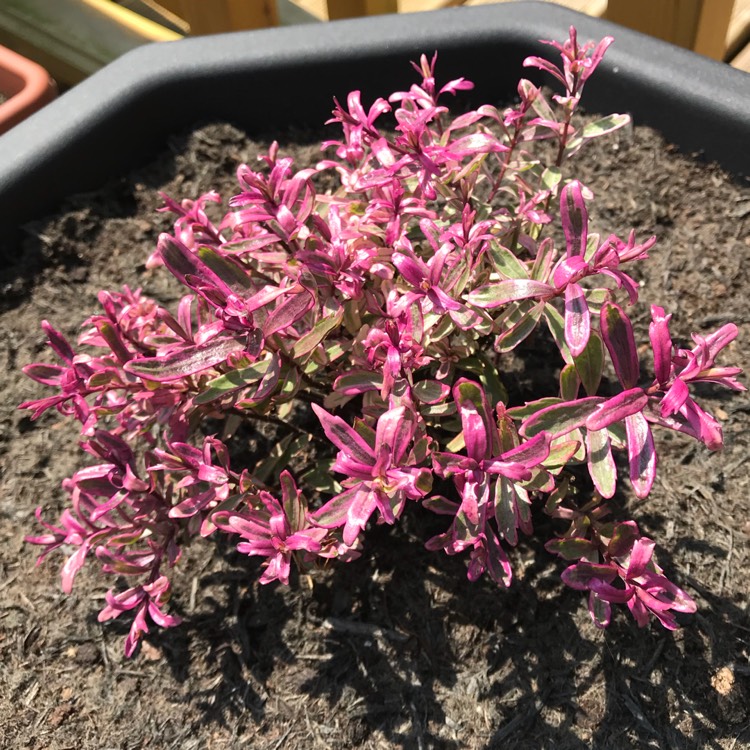 plant image 711883 plant image 711883