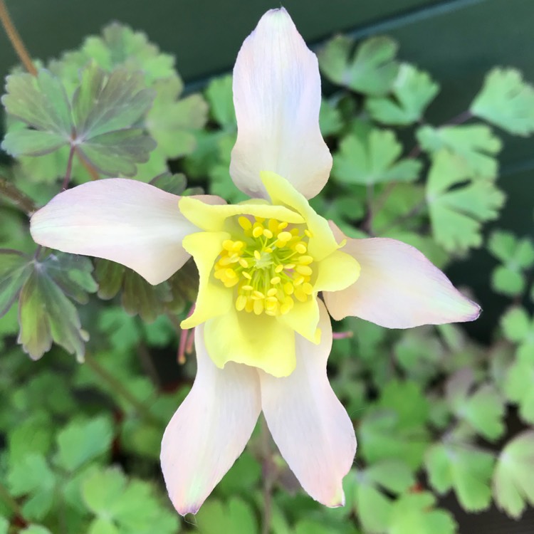 plant image 711892
