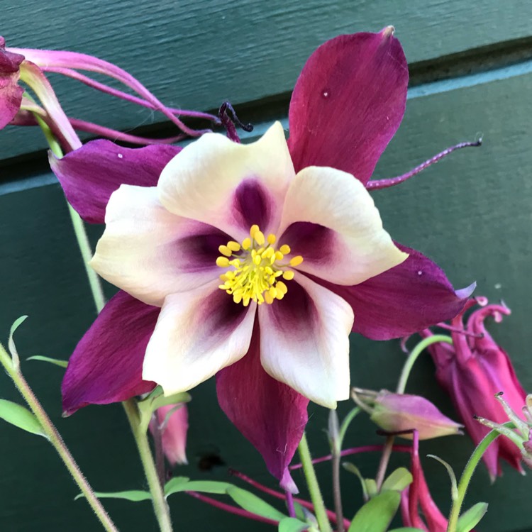 plant image 711894