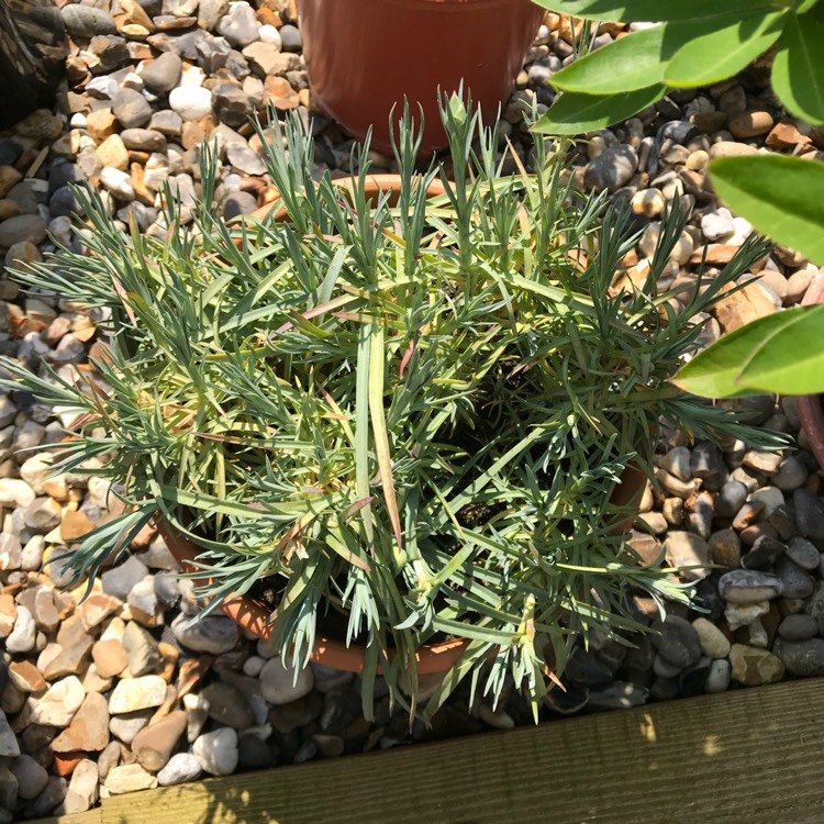 plant image 711967 plant image 711967